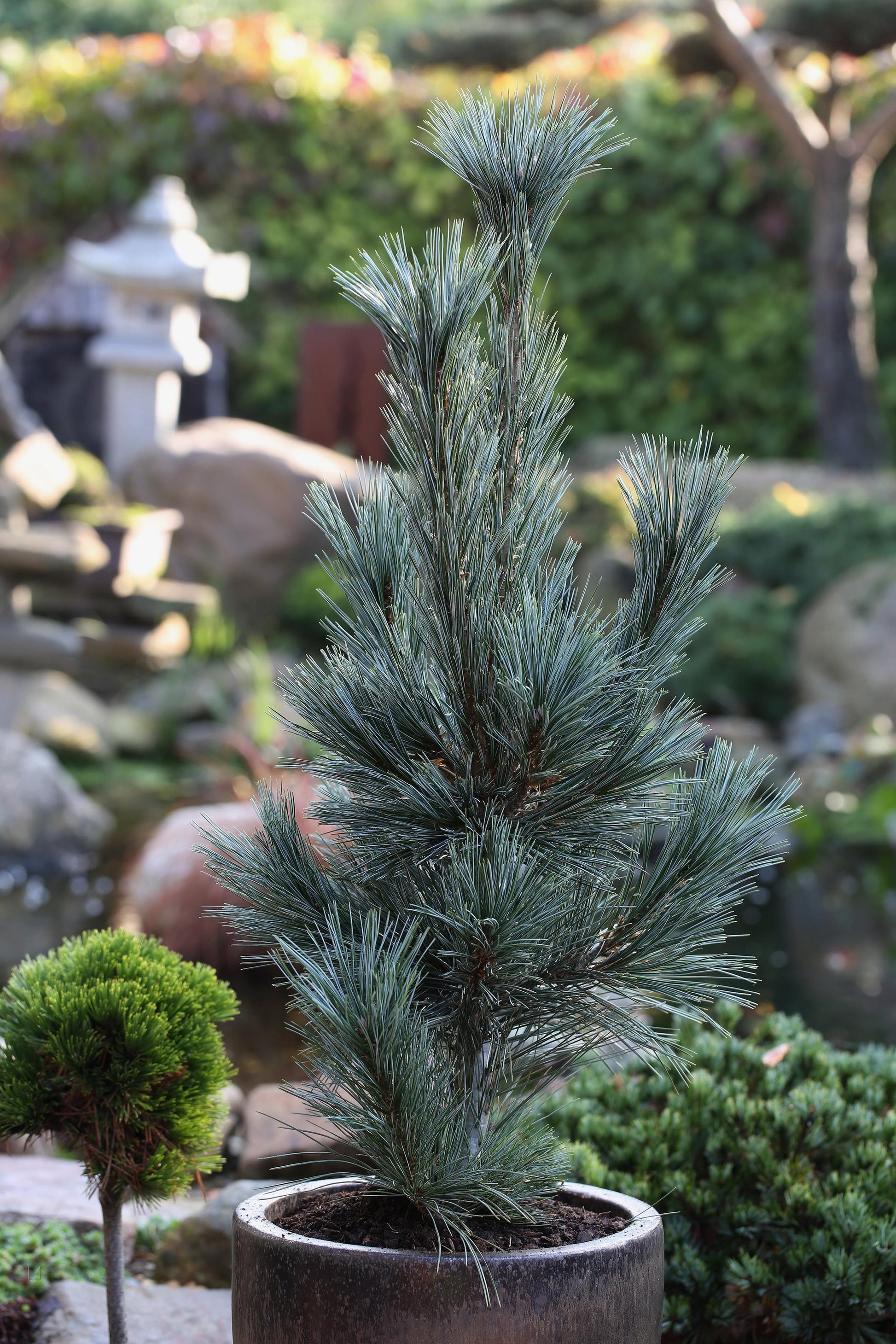 Pinus Flexilis Vanderwolf S Pyramid - View 6 from www redcrocus com