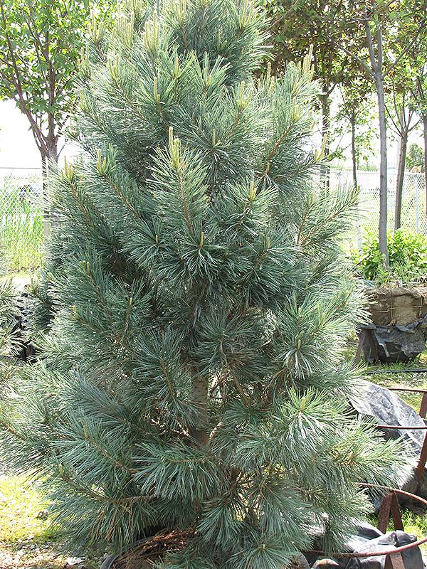 Pinus Flexilis Vanderwolf S Pyramid - View 7 from www redcrocus com