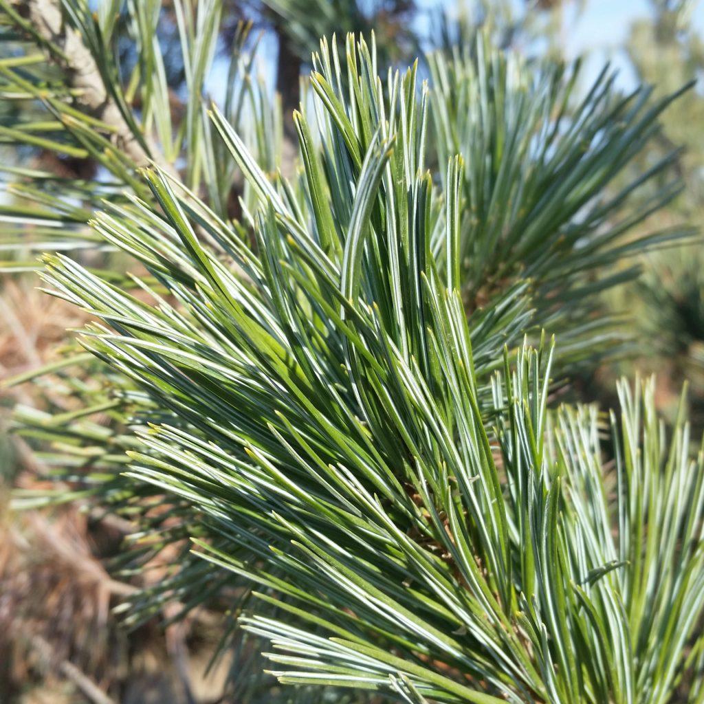 Pinus Flexilis Vanderwolf S Pyramid - View 9 from www redcrocus com