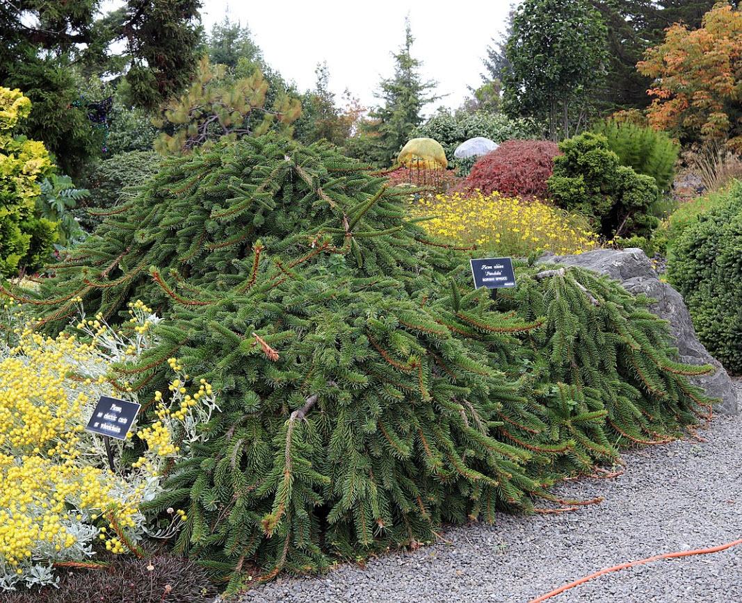 Picea Abies 'pendula' - View 17 from www redcrocus com