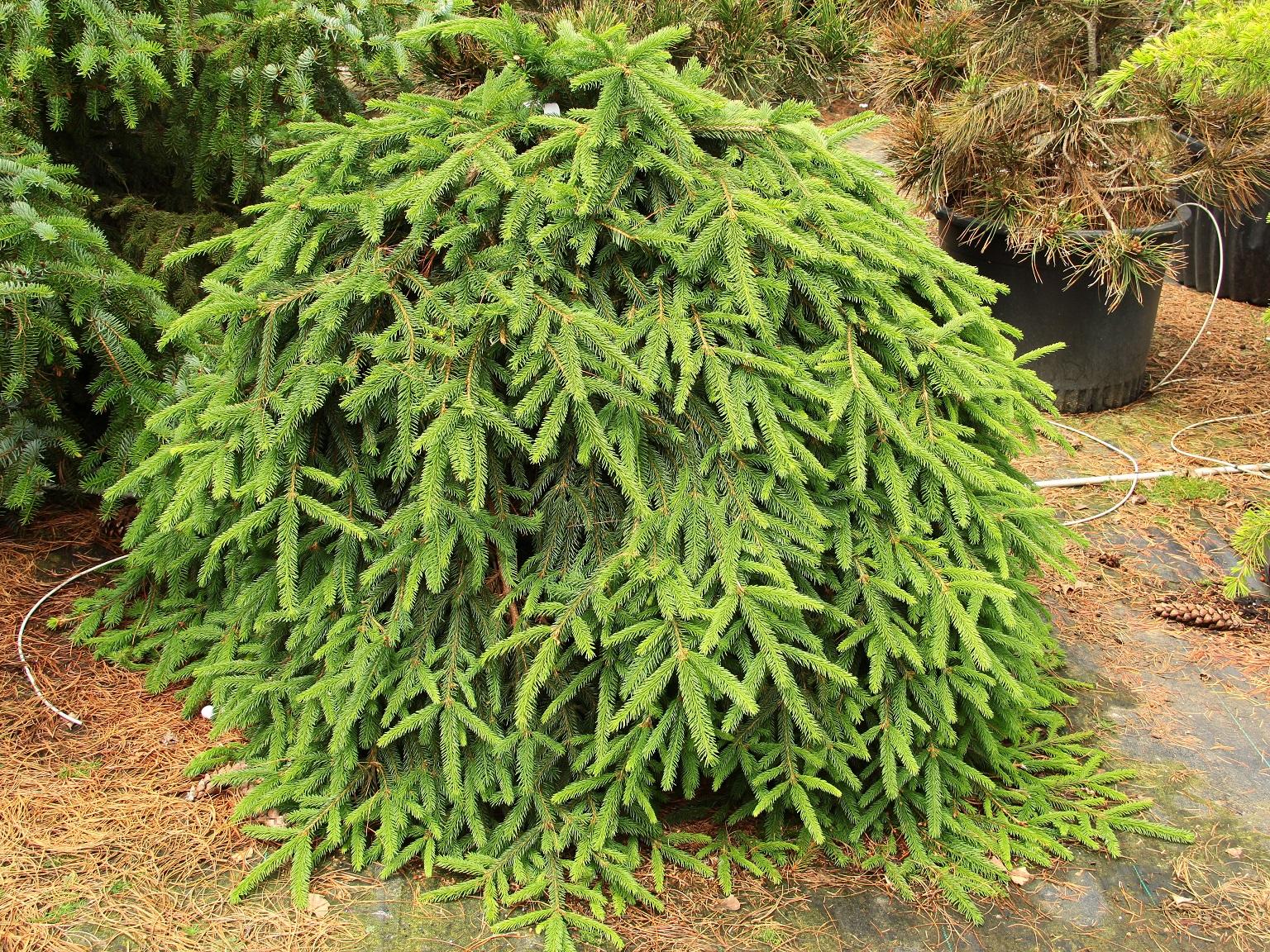 Picea Abies 'pendula' - View 6 from www redcrocus com