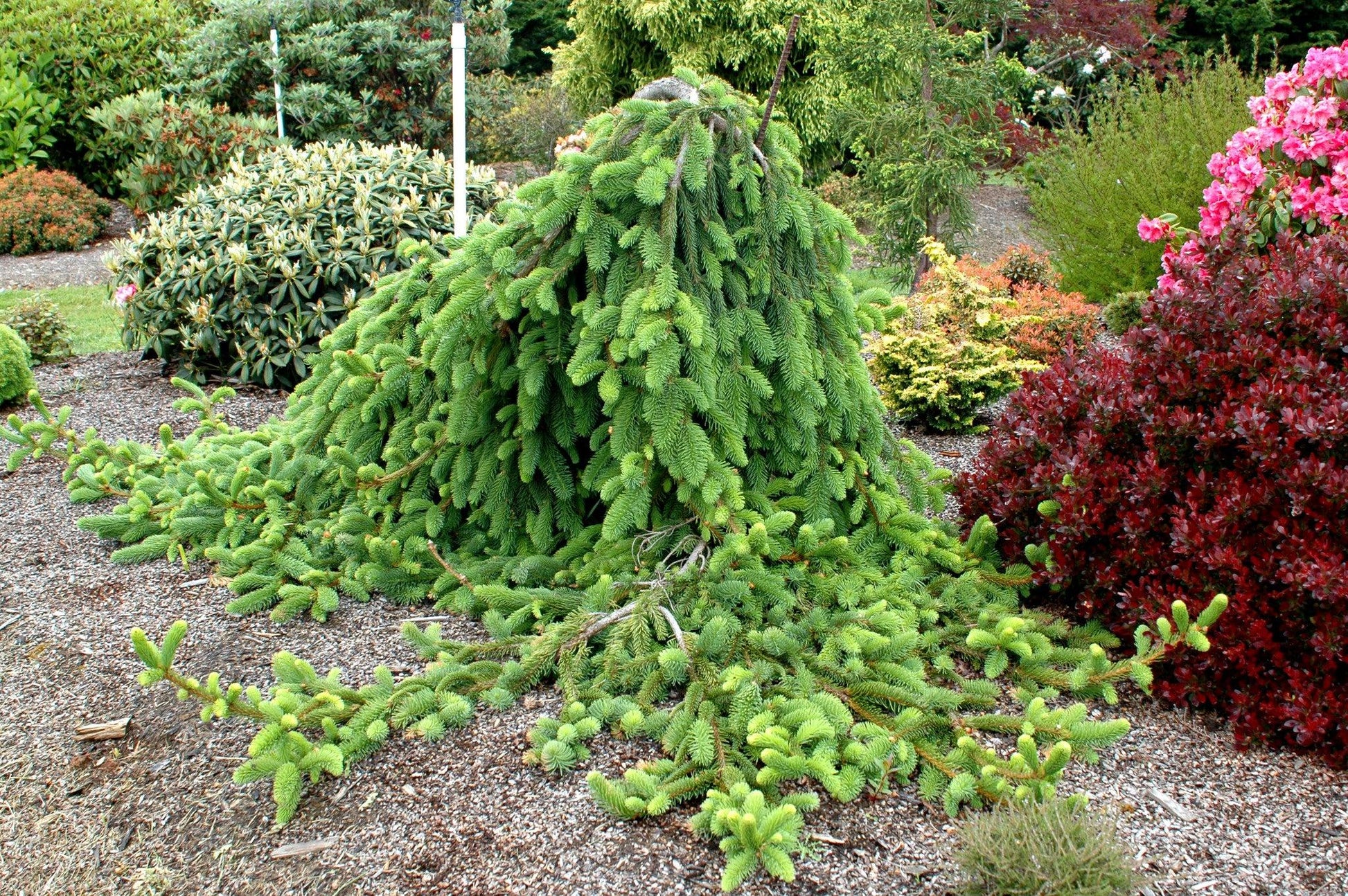 Picea Abies 'pendula' - View 7 from www redcrocus com