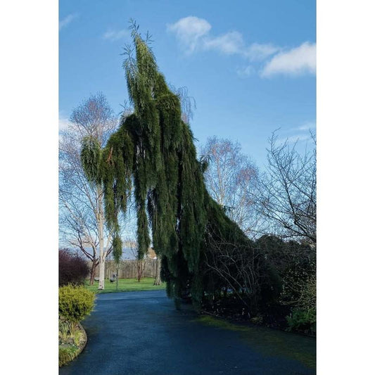 Sequoiadendron Giganteum Pendula - View 11 from www redcrocus com
