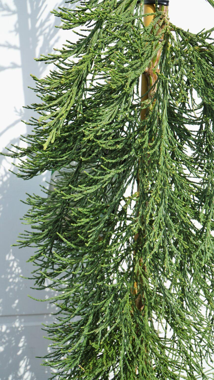 Sequoiadendron Giganteum Pendula - View 14 from www redcrocus com