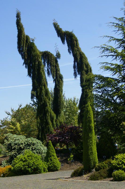 Sequoiadendron Giganteum Pendula - View 16 from www redcrocus com
