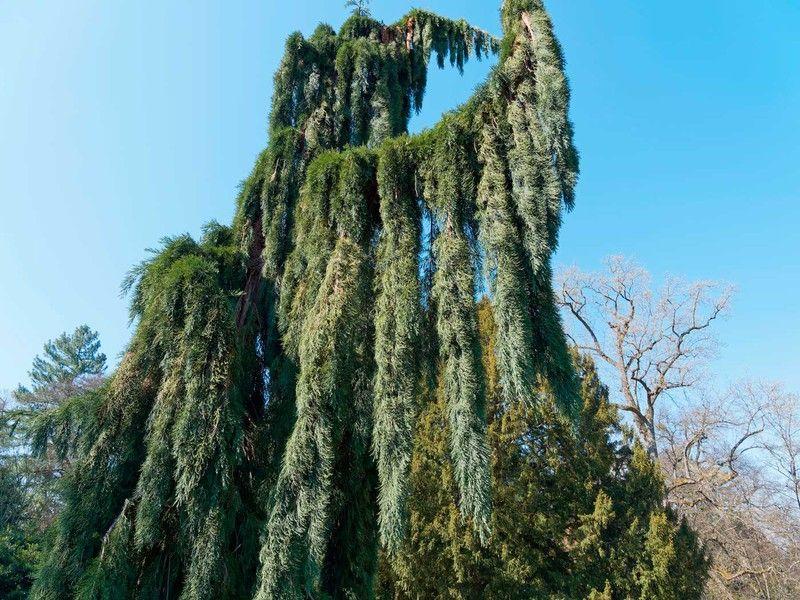 Sequoiadendron Giganteum Pendula - View 17 from www redcrocus com