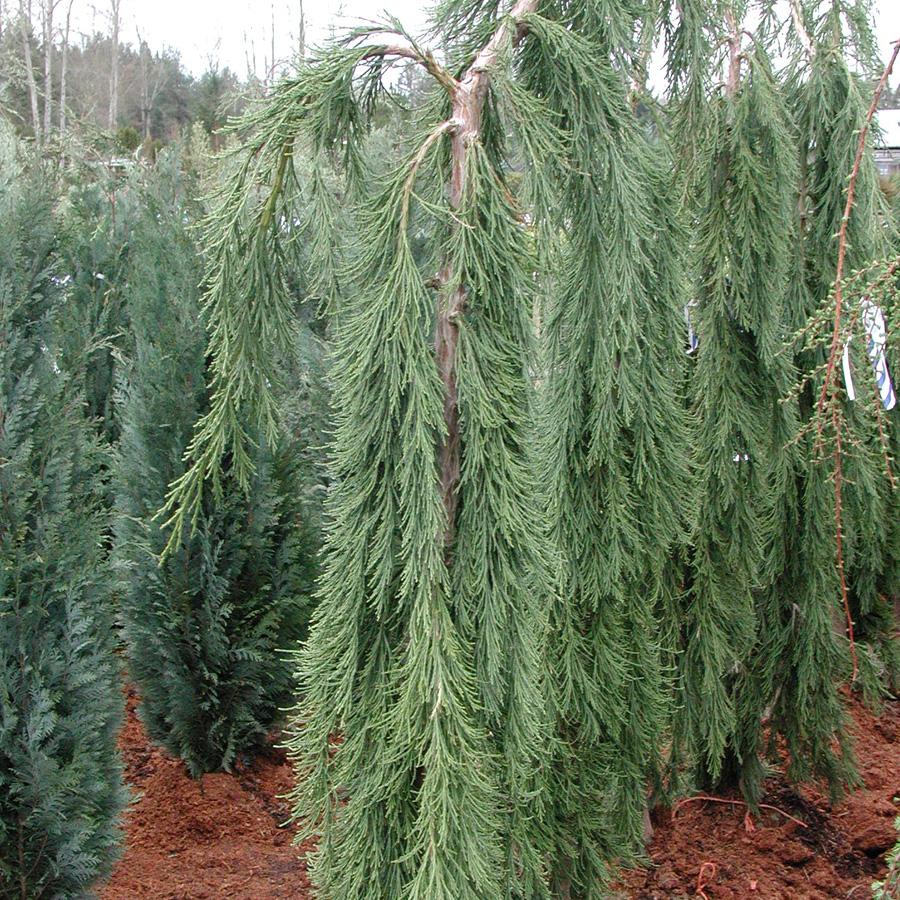 Sequoiadendron Giganteum Pendula - View 3 from www redcrocus com