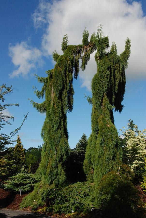 Sequoiadendron Giganteum Pendula - View 4 from www redcrocus com