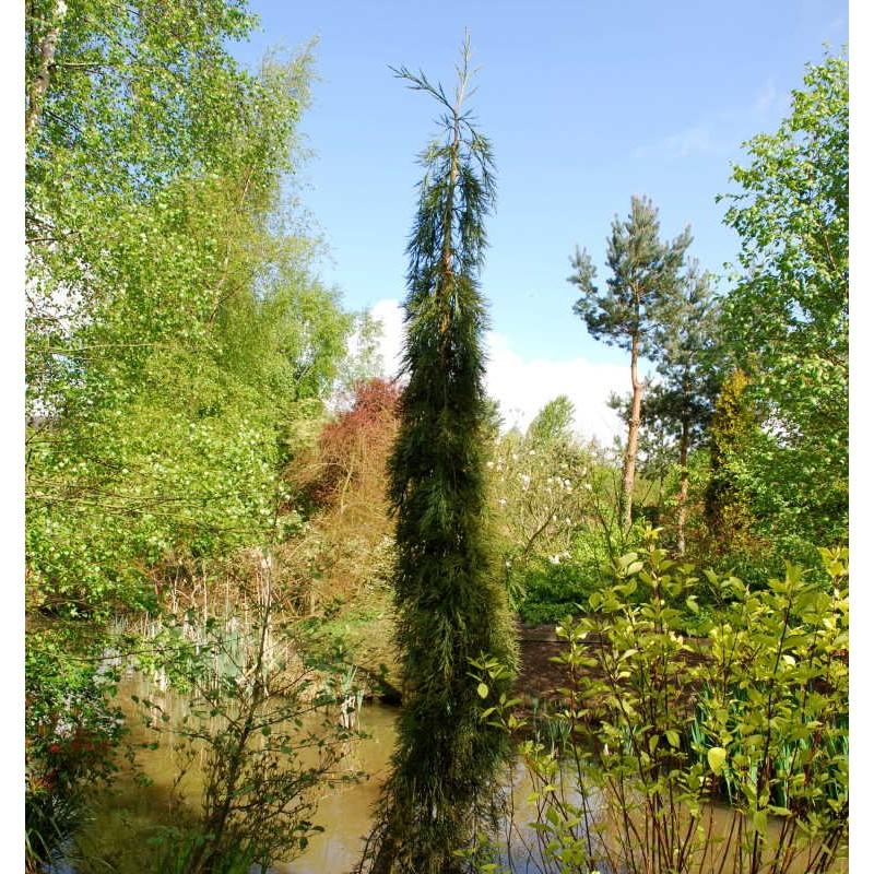 Sequoiadendron Giganteum Pendula - View 5 from www redcrocus com