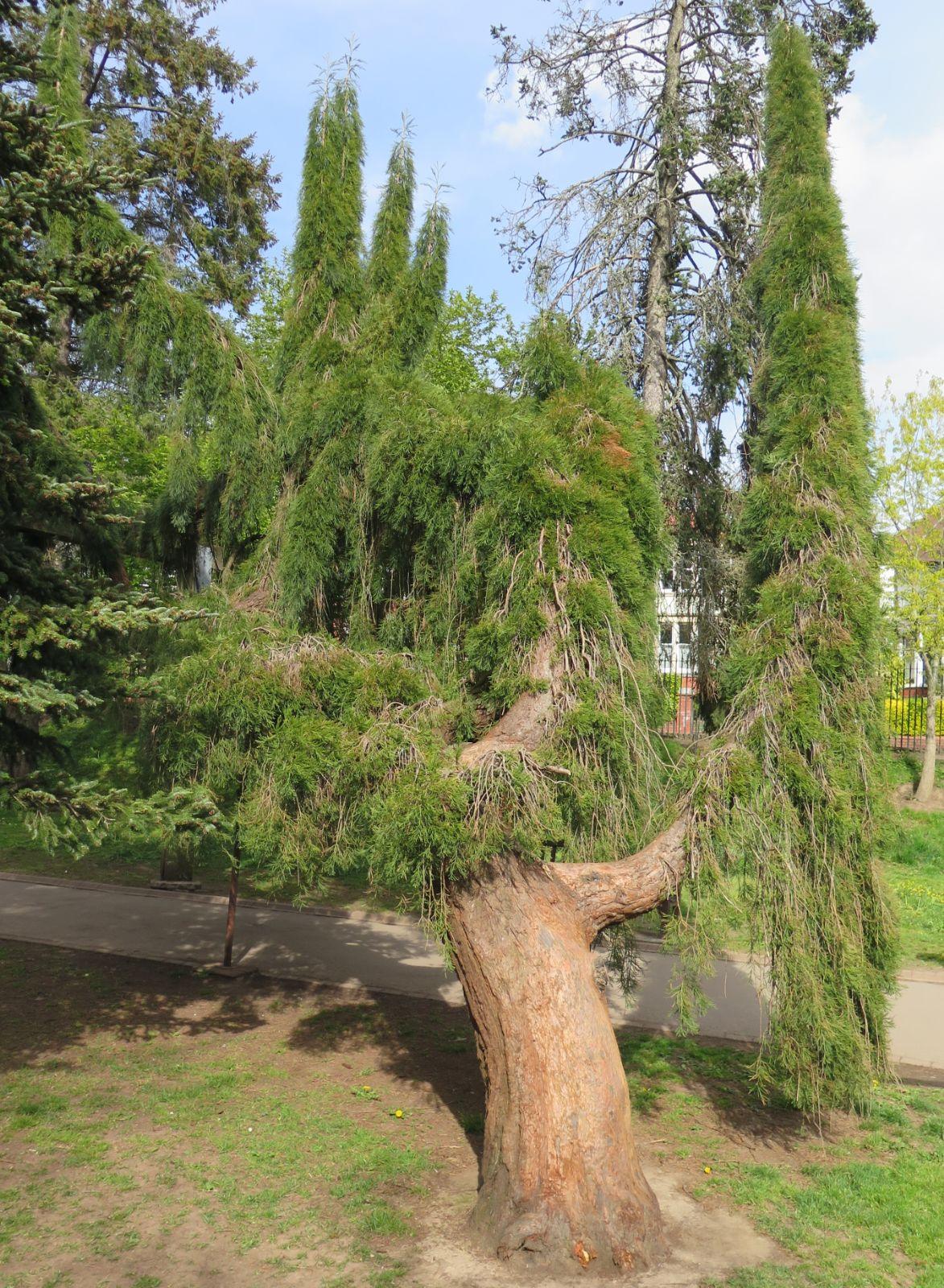 Sequoiadendron Giganteum Pendula - View 6 from www redcrocus com