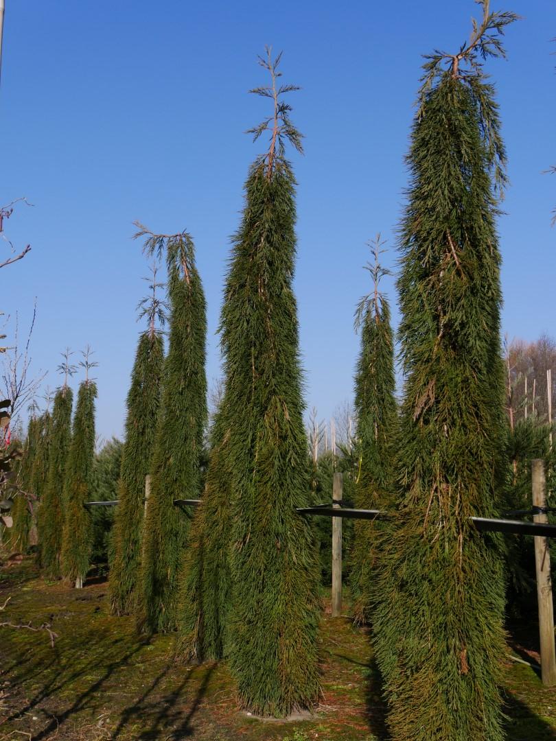 Sequoiadendron Giganteum Pendula - View 8 from www redcrocus com