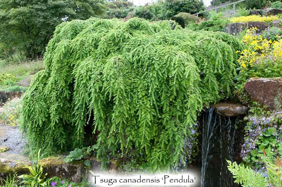 Tsuga Canadensis - View 26 from www redcrocus com
