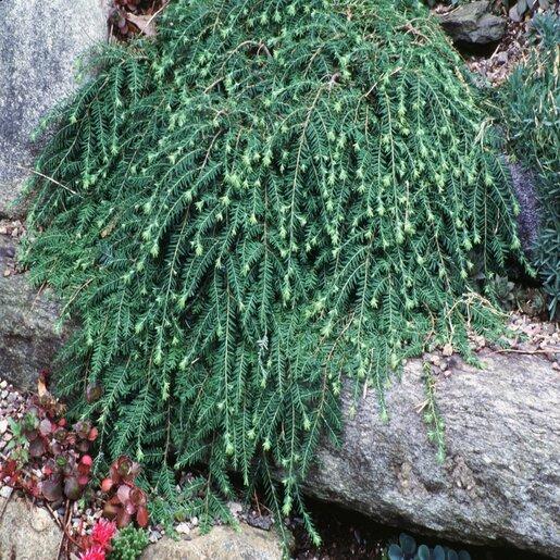 Tsuga Canadensis - View 40 from www redcrocus com