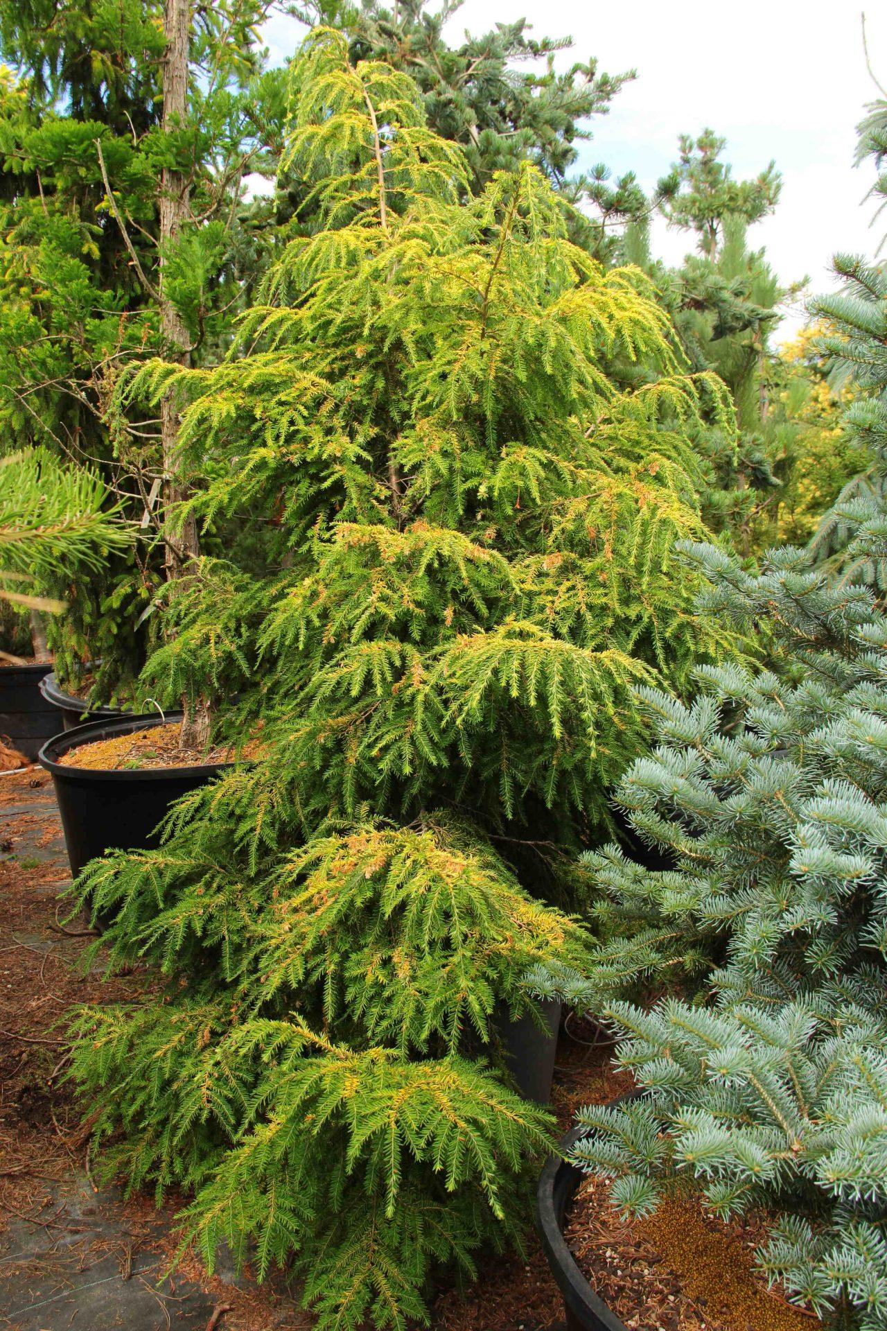 Tsuga Canadensis - View 5 from www redcrocus com