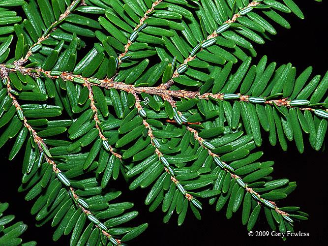 Tsuga Canadensis - View 6 from www redcrocus com