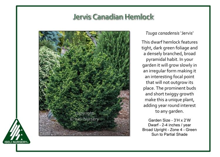 Tsuga Canadensis - View 8 from www redcrocus com