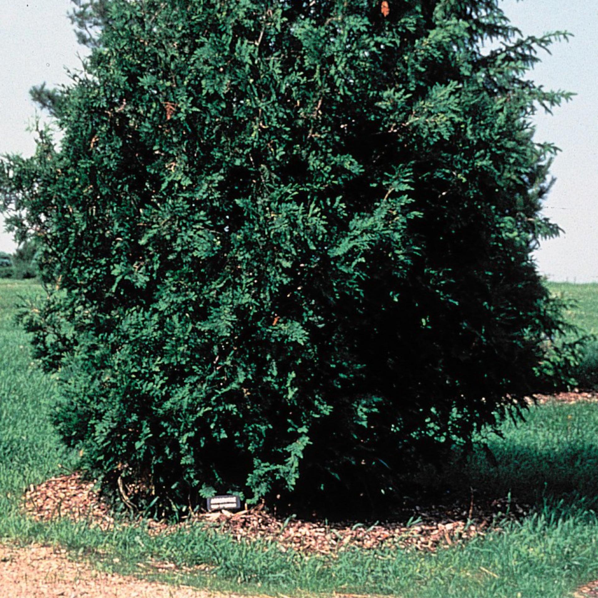 Thuja Occidentalis Nigra - View 11 from www redcrocus com