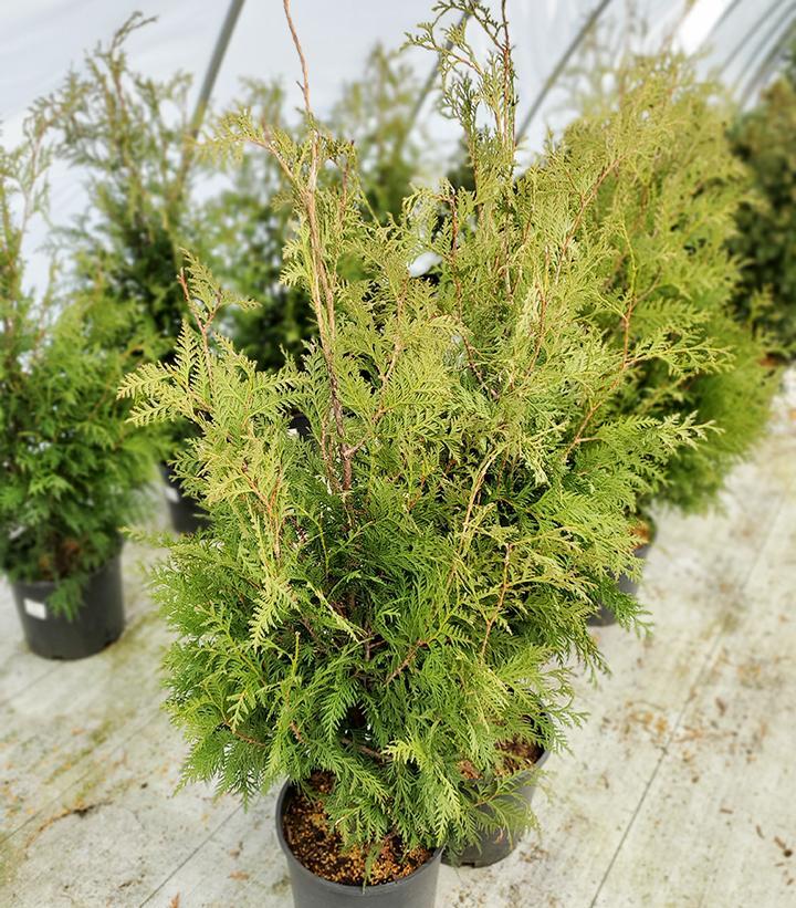 Thuja Occidentalis Nigra - View 12 from www redcrocus com