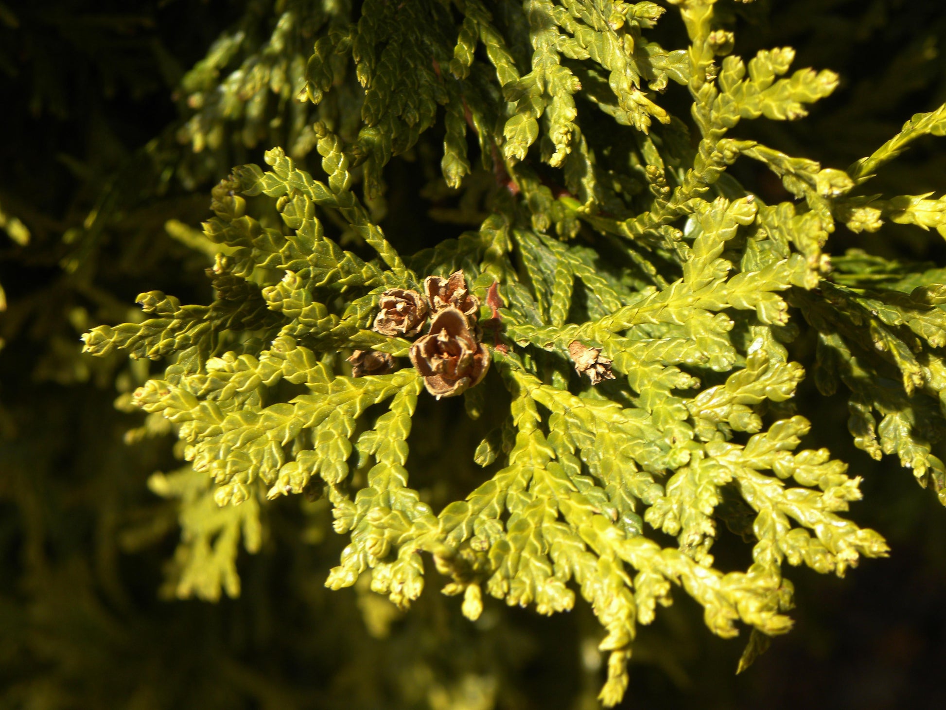 Thuja Occidentalis Nigra - View 18 from www redcrocus com