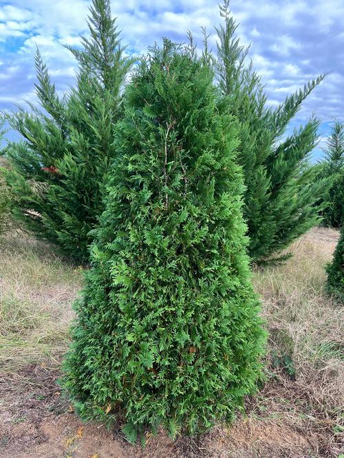 Thuja Occidentalis Nigra - View 3 from www redcrocus com