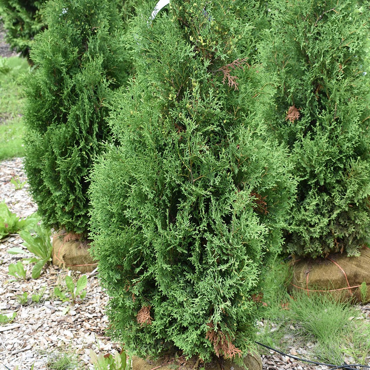 Thuja Occidentalis Nigra - View 5 from www redcrocus com