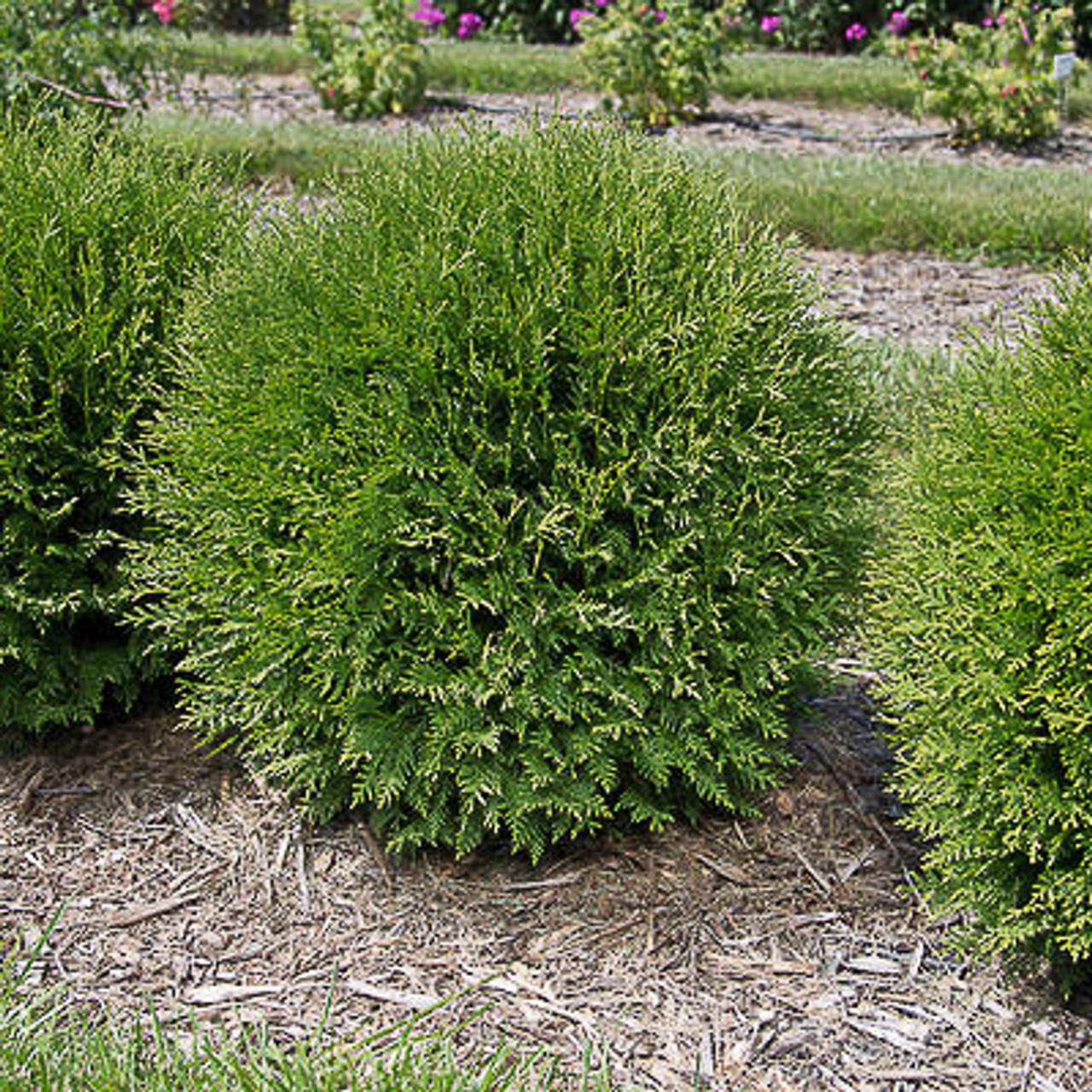 Thuja Occidentalis Nigra - View 6 from www redcrocus com