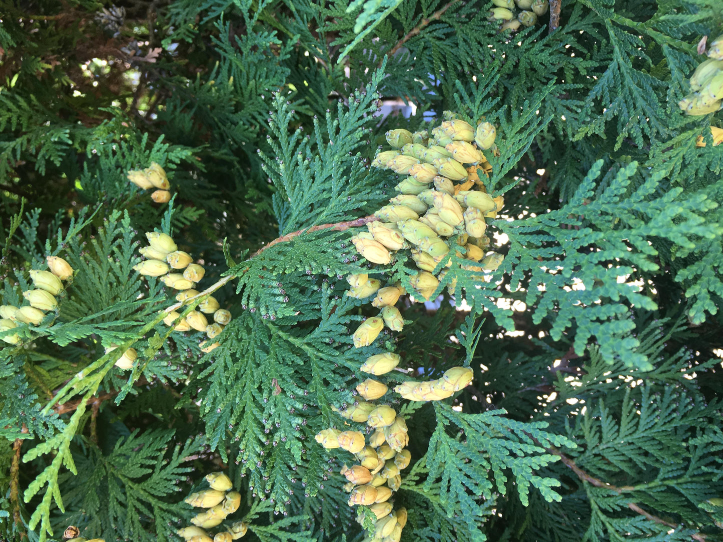 Thuja Occidentalis Nigra - View 7 from www redcrocus com