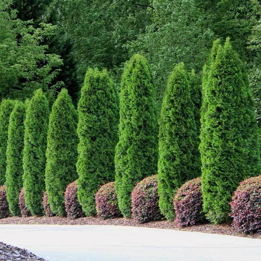 Thuja Occidentalis 'emerald Green' - View 1 from www redcrocus com