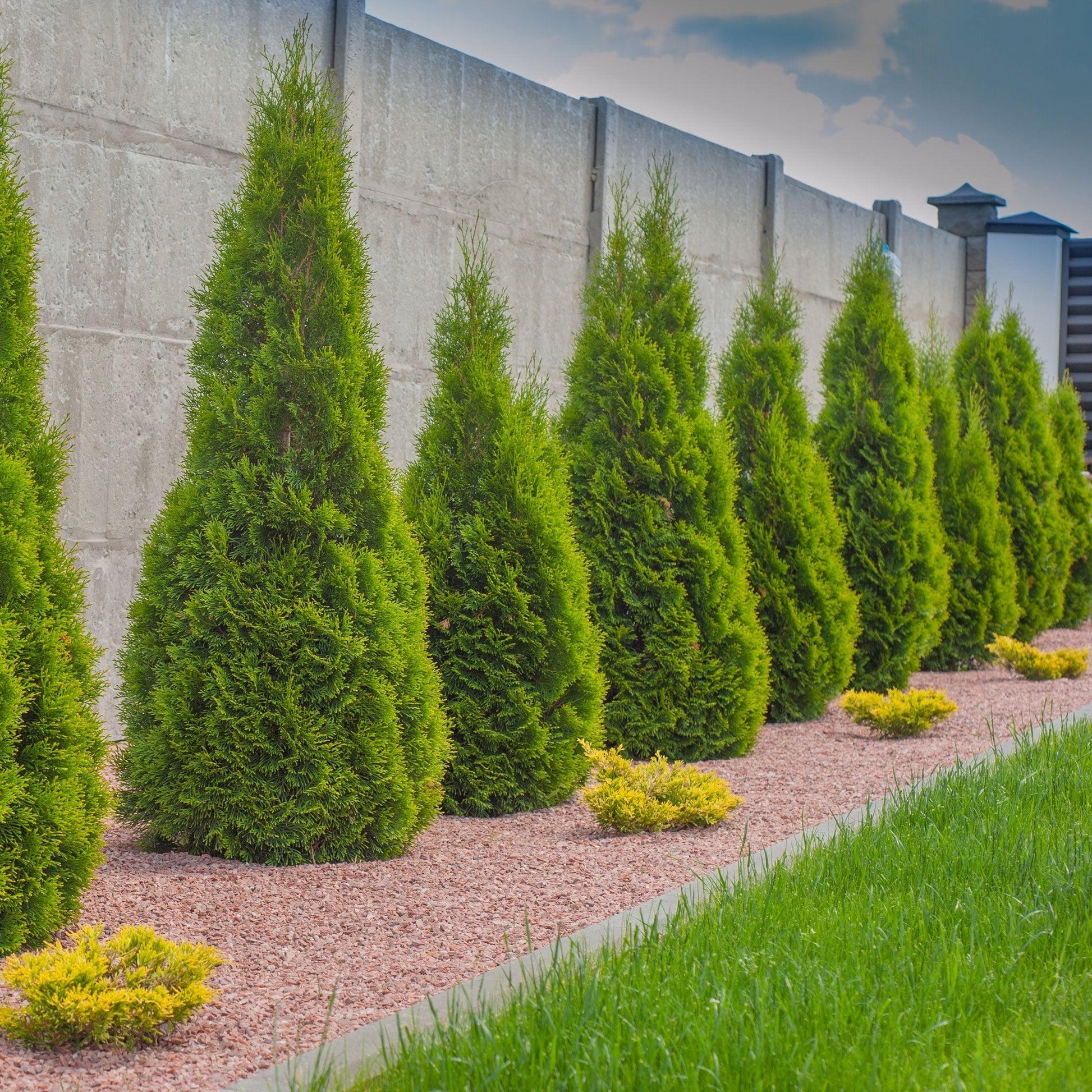 Thuja Occidentalis 'emerald Green' - View 3 from www redcrocus com