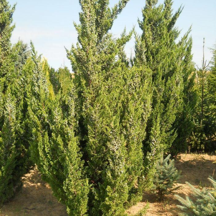 Juniperus Chinensis Keteleeri - View 18 from www redcrocus com