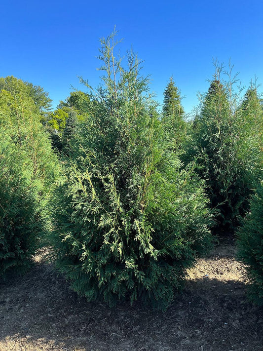 Thuja Occidentalis Techny - View 10 from www redcrocus com