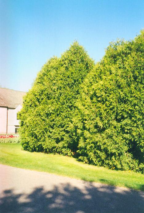 Thuja Occidentalis Techny - View 13 from www redcrocus com