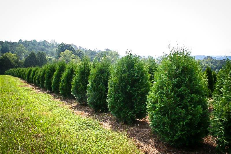 Thuja Occidentalis Techny - View 14 from www redcrocus com