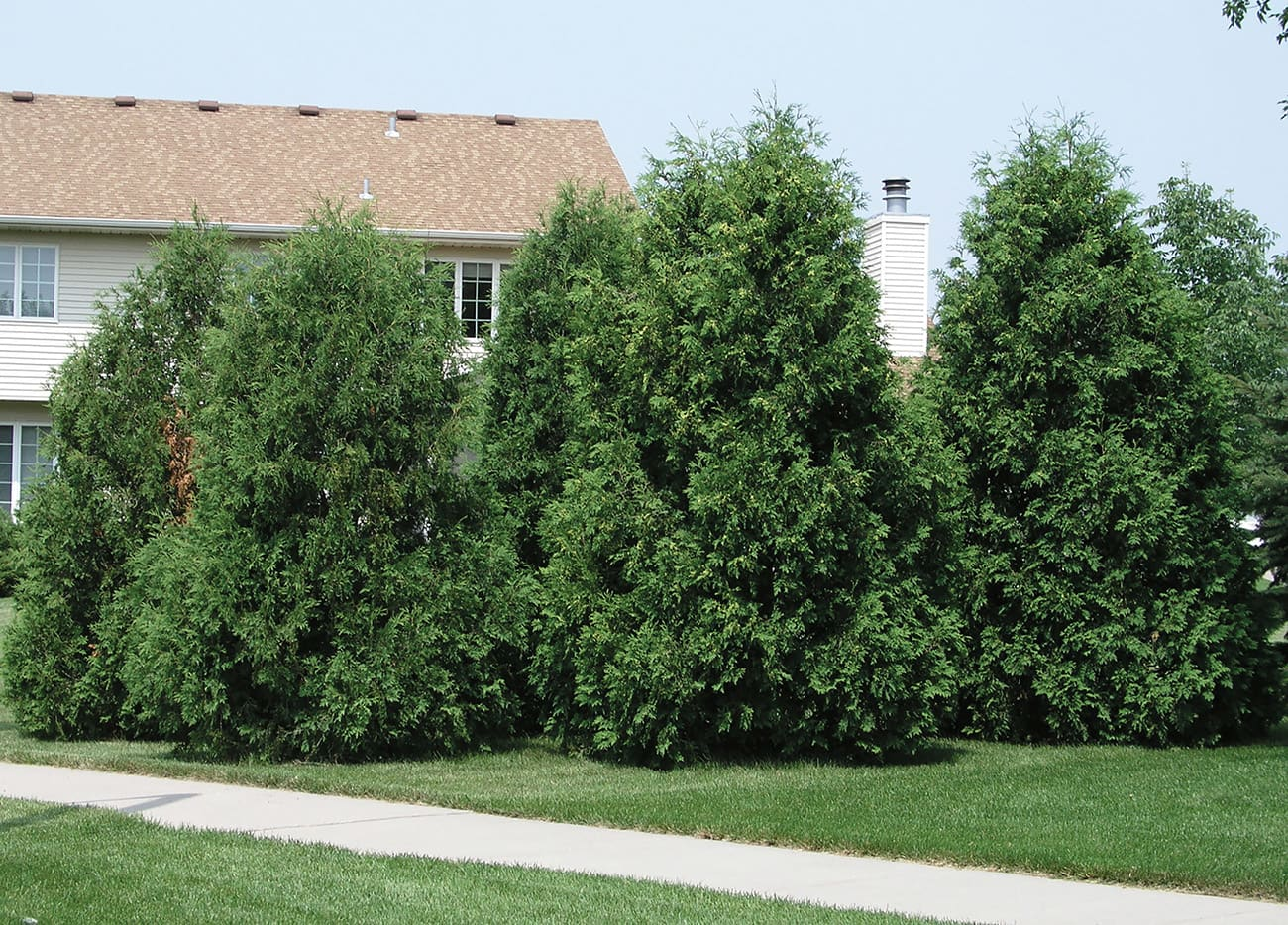 Thuja Occidentalis Techny - View 14 from www redcrocus com