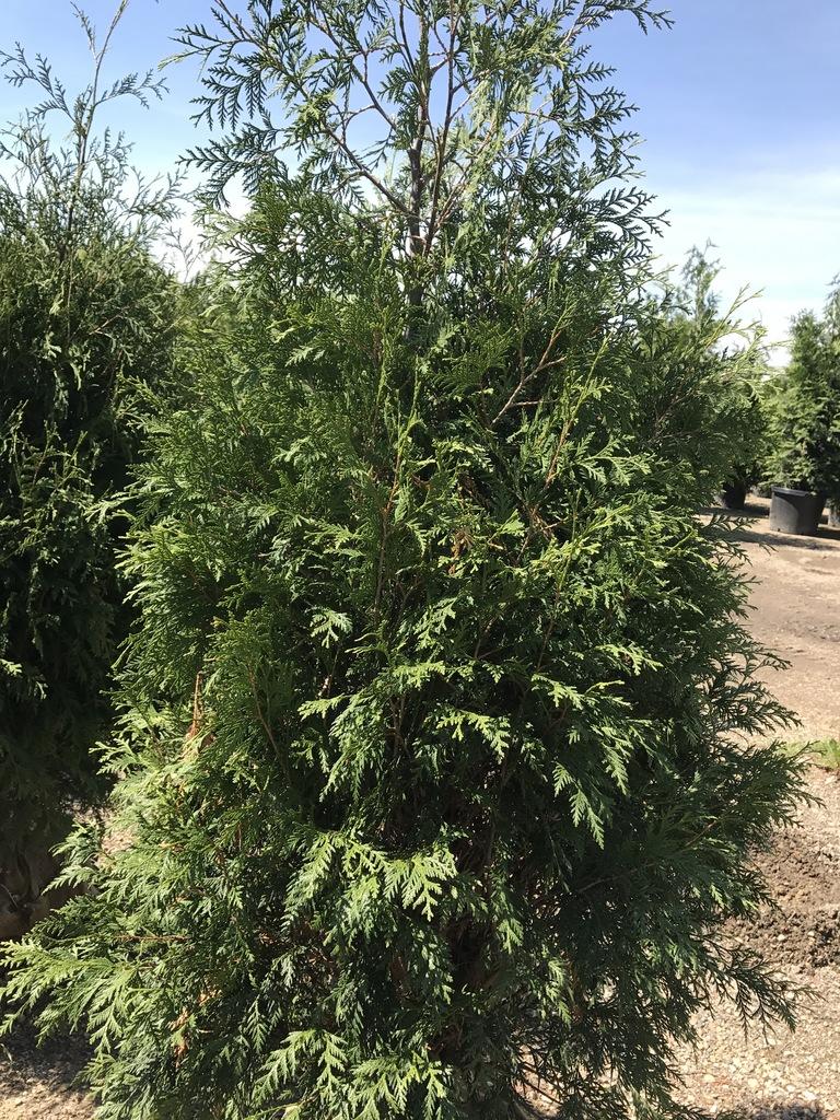Thuja Occidentalis Techny - View 15 from www redcrocus com