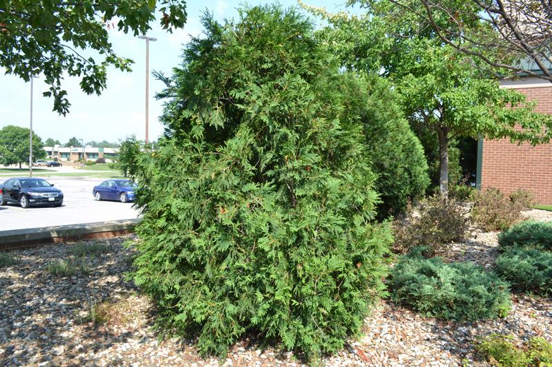 Thuja Occidentalis Techny - View 16 from www redcrocus com