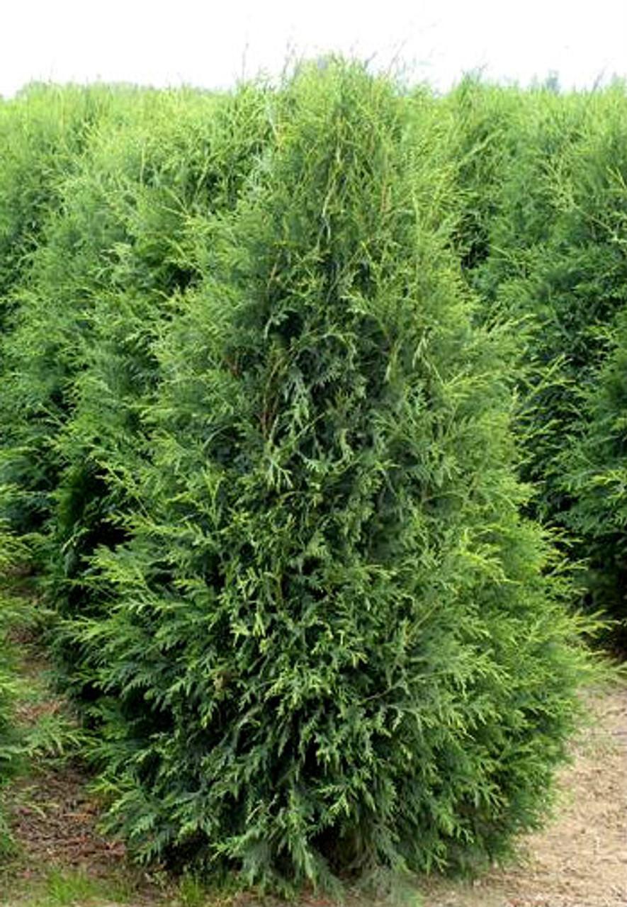 Thuja Occidentalis Techny - View 2 from www redcrocus com