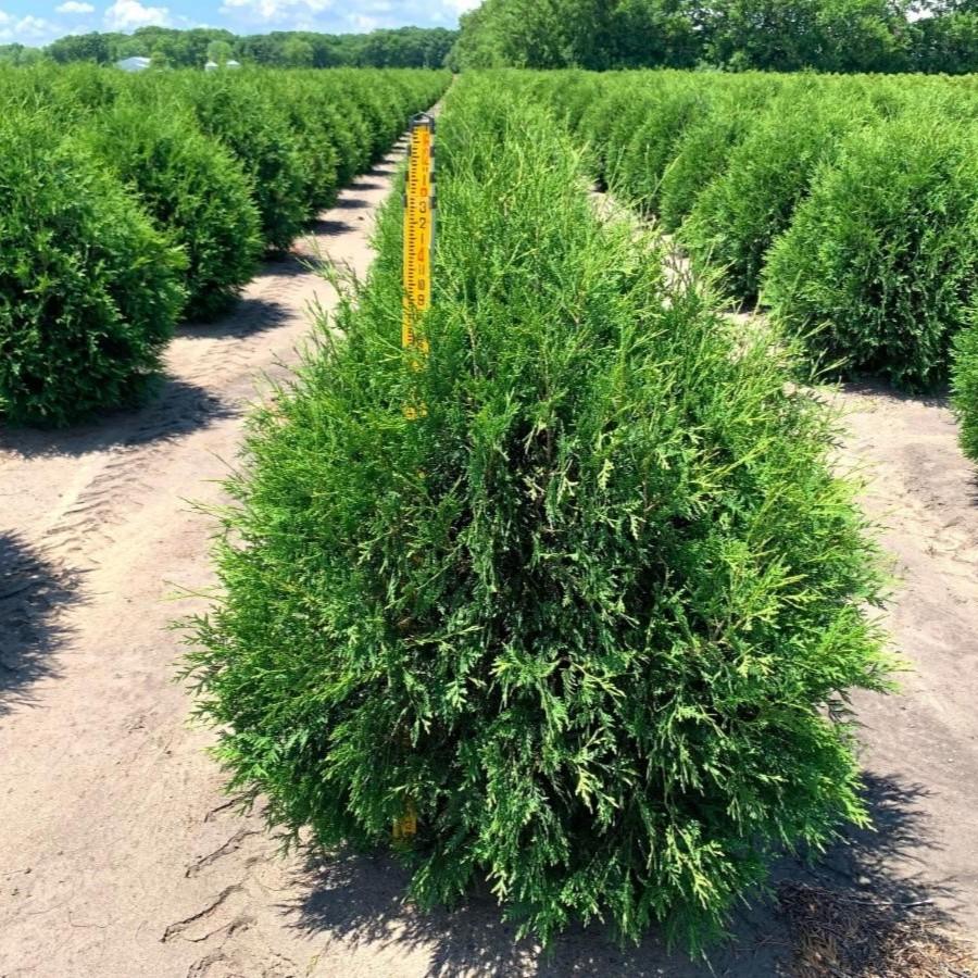 Thuja Occidentalis Techny - View 3 from www redcrocus com