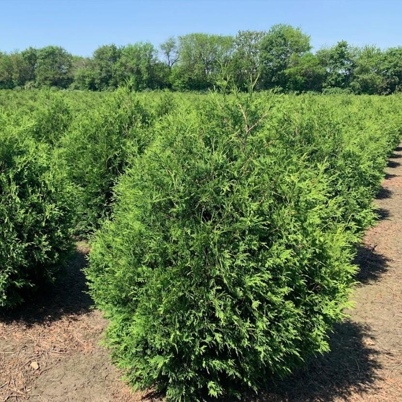 Thuja Occidentalis Techny - View 5 from www redcrocus com