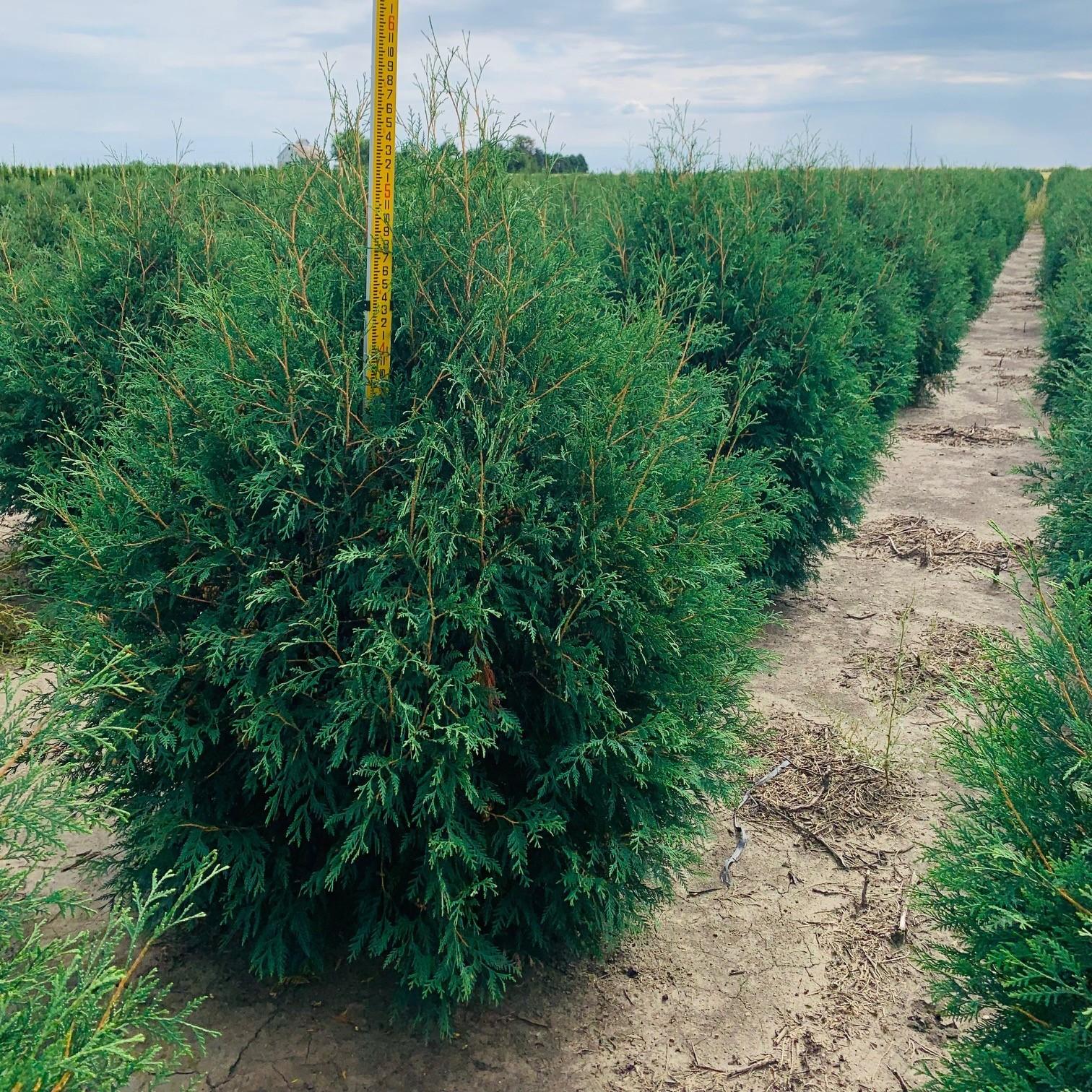 Thuja Occidentalis Techny - View 7 from www redcrocus com
