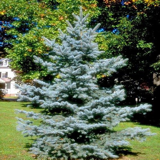 Picea Pungens 'bakeri' - View 3 from www redcrocus com
