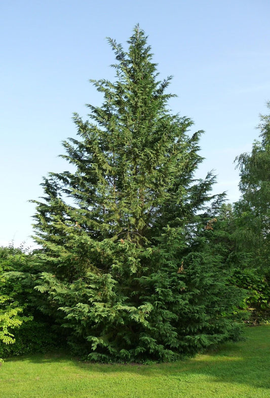 Cupressocyparis Leylandii - View 1 from www redcrocus com