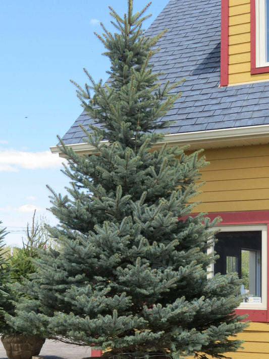 Picea Pungens Fat Albert - View 11 from www redcrocus com