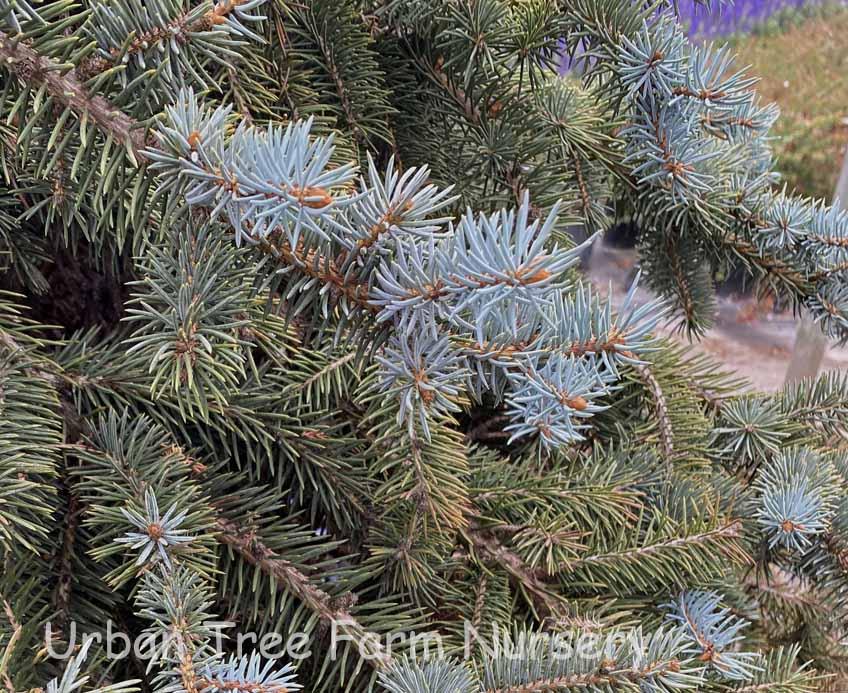 Picea Pungens Fat Albert - View 20 from www redcrocus com