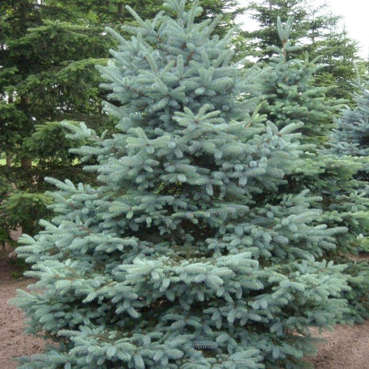 Picea Glauca - View 11 from www redcrocus com