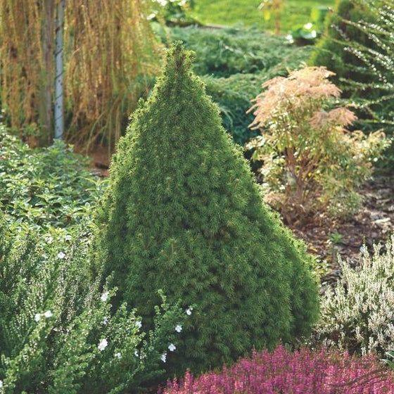 Picea Glauca - View 14 from www redcrocus com