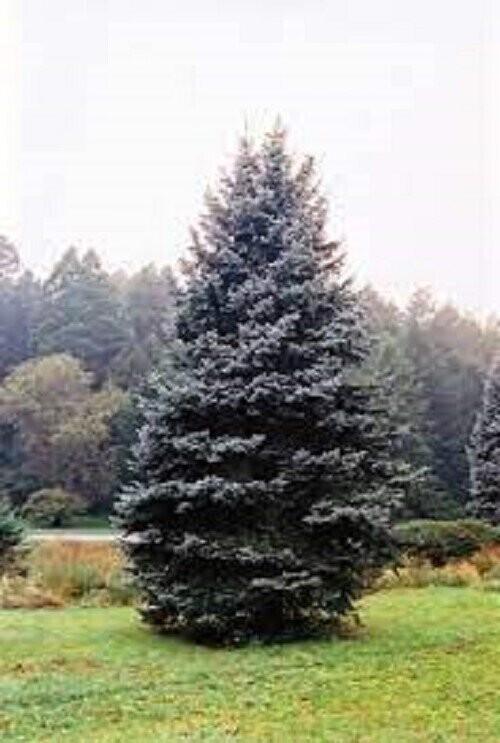 Picea Glauca - View 15 from www redcrocus com