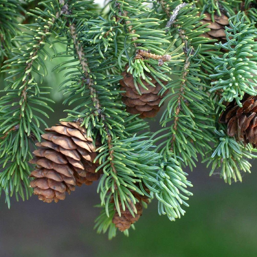 Picea Glauca - View 22 from www redcrocus com
