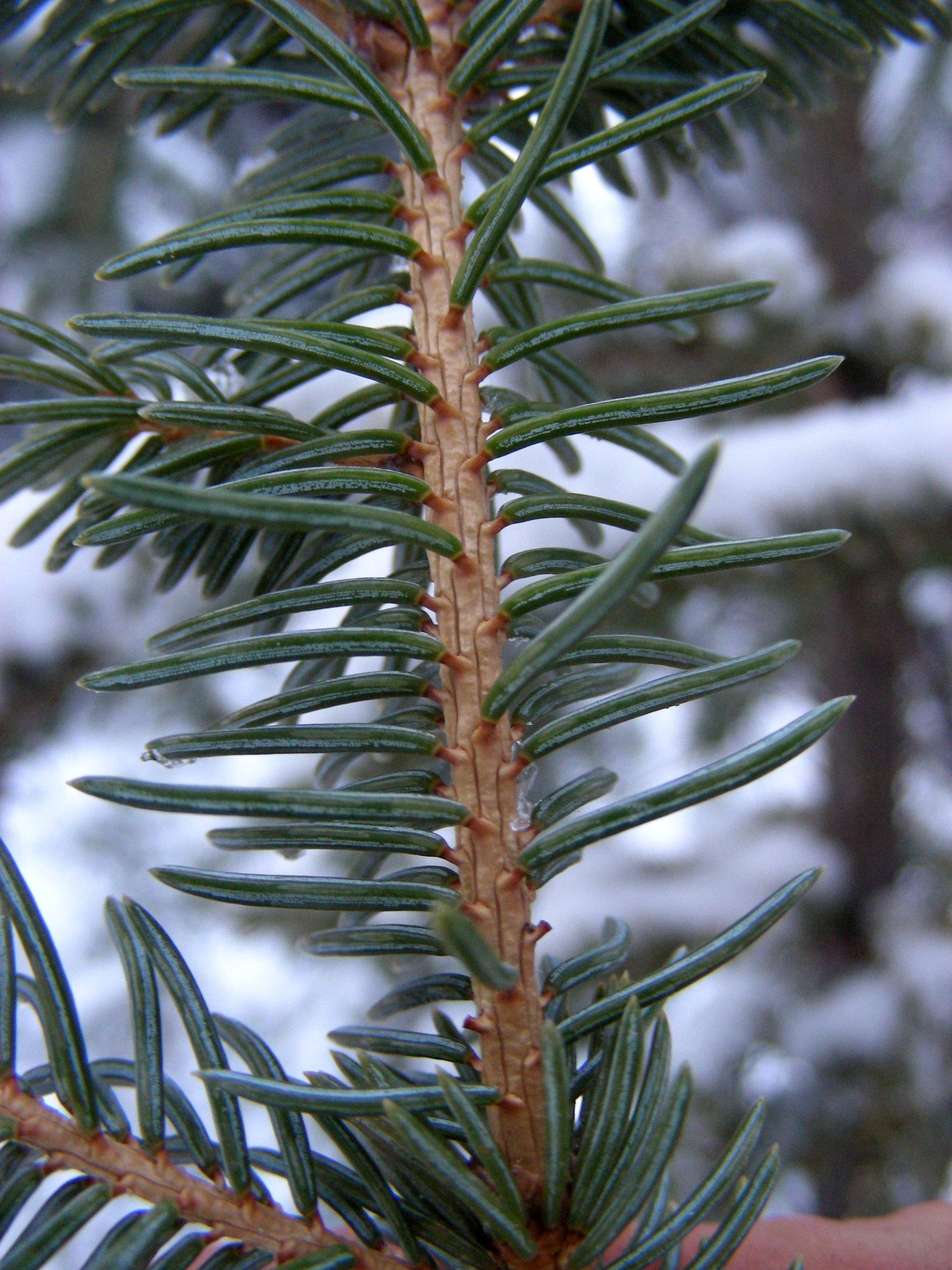 Picea Glauca - View 23 from www redcrocus com