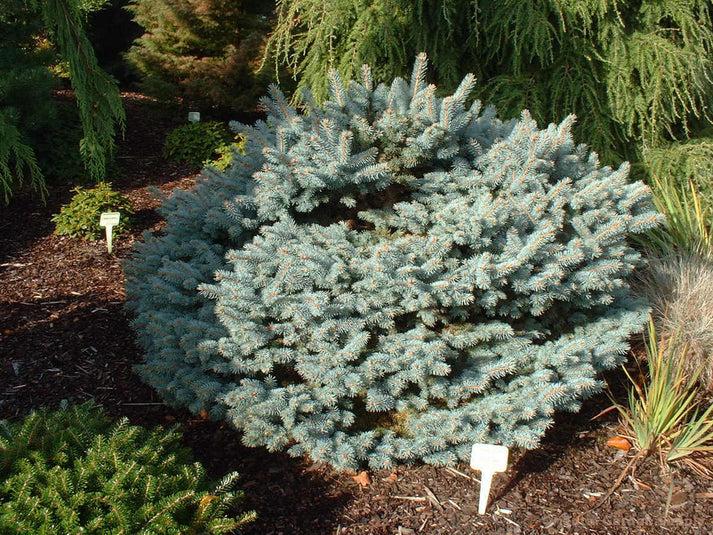 Picea Glauca - View 2 from www redcrocus com